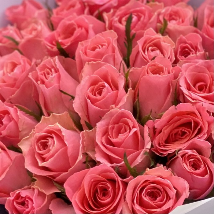 35 коралловых роз Эйс пинк